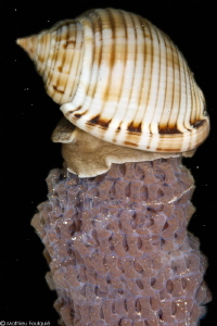 Semicassis granulata and eggs by Mathieu Foulquié 